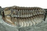Flexicalymene Trilobite Fossil - Indiana #289062-2